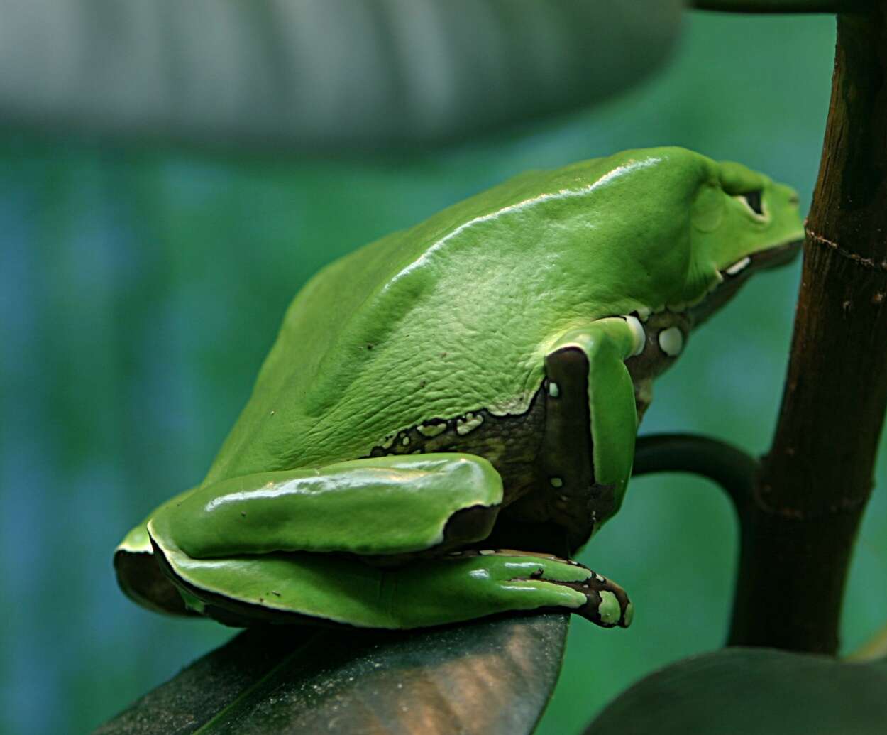 Image of Giant leaf frog