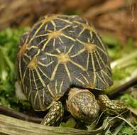 Image of Typical Tortoises