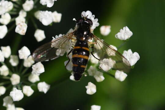 Image of Meligramma cingulata