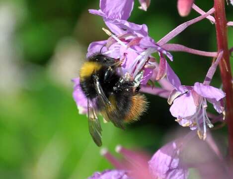 Image of Early bumblebee