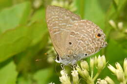 Imagem de Anthene lycaenina (Felder 1868)