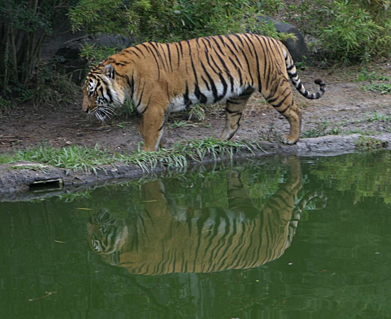 Image of Indochinese Tiger