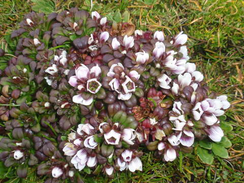 Image of Gentianella cerina (Hook. fil.) T. N. Ho & S. W. Liu