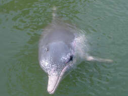 Image of Chinese Humpback Dolphin