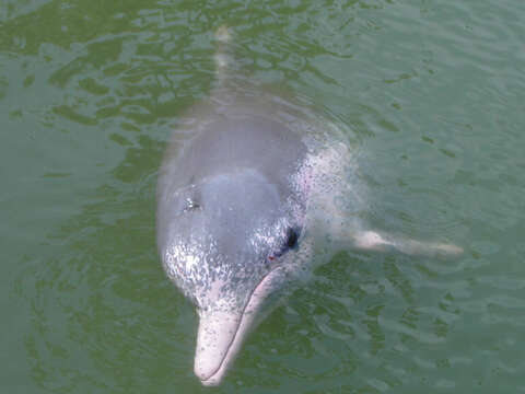 Image of Chinese Humpback Dolphin