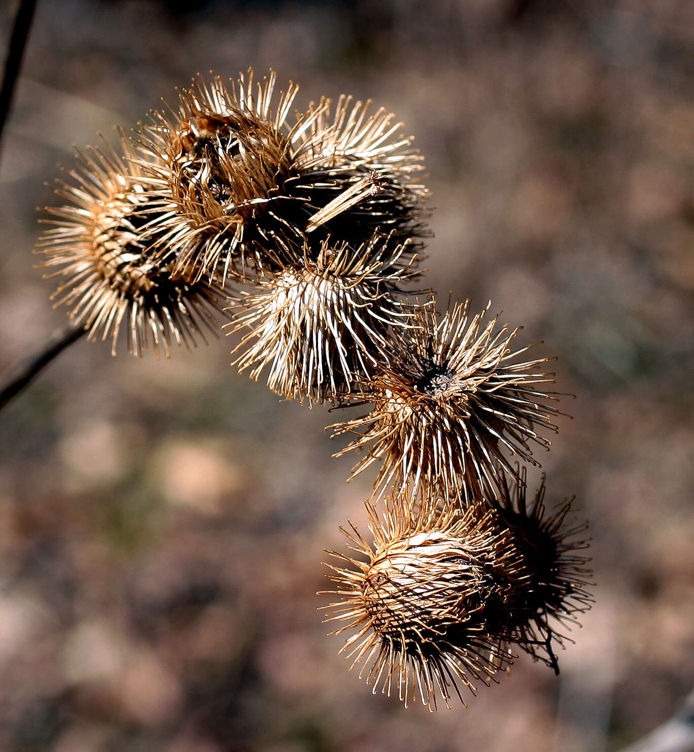 Image of greater burdock