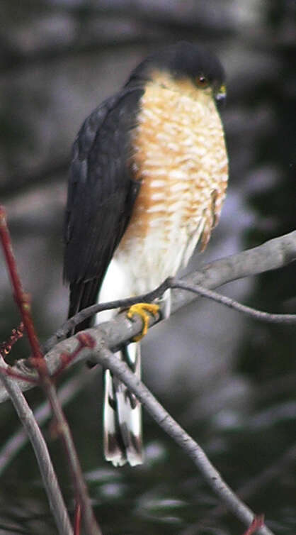 Image of Sharp-shinned Hawk