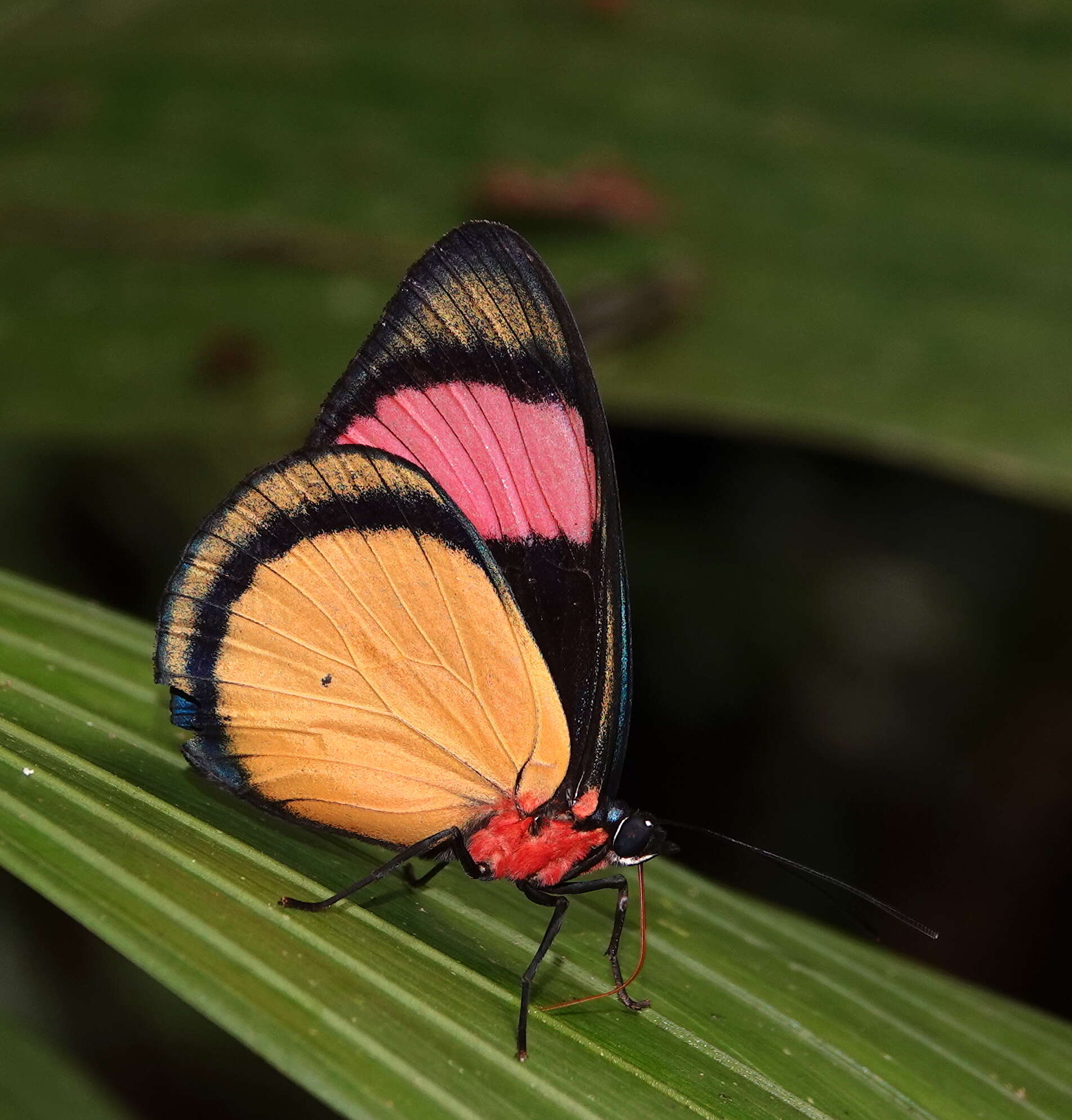 Imagem de Batesia hypochlora Felder 1862