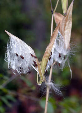 Image of swamp milkweed