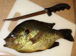 Image of Redear Sunfish