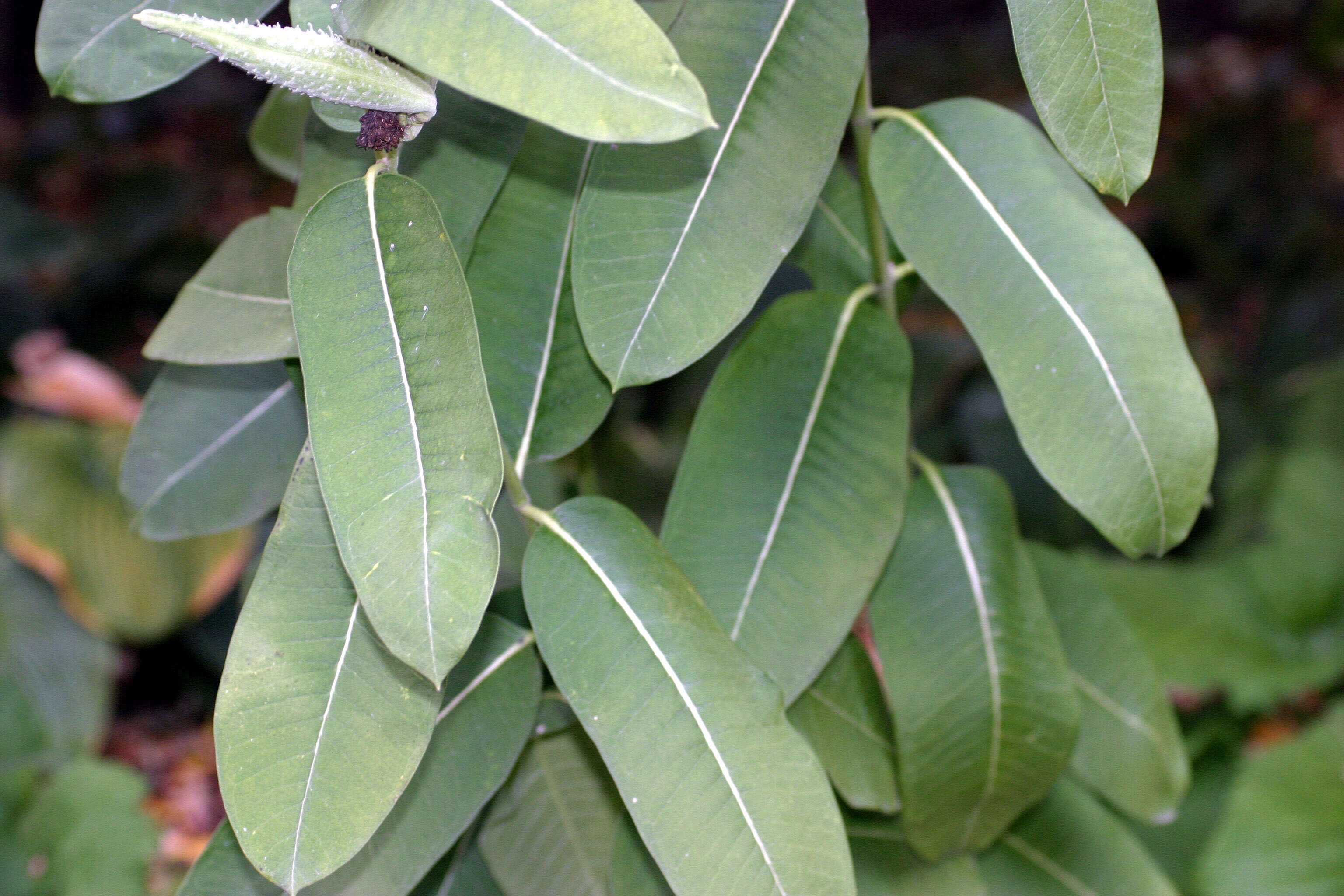 Image of common milkweed