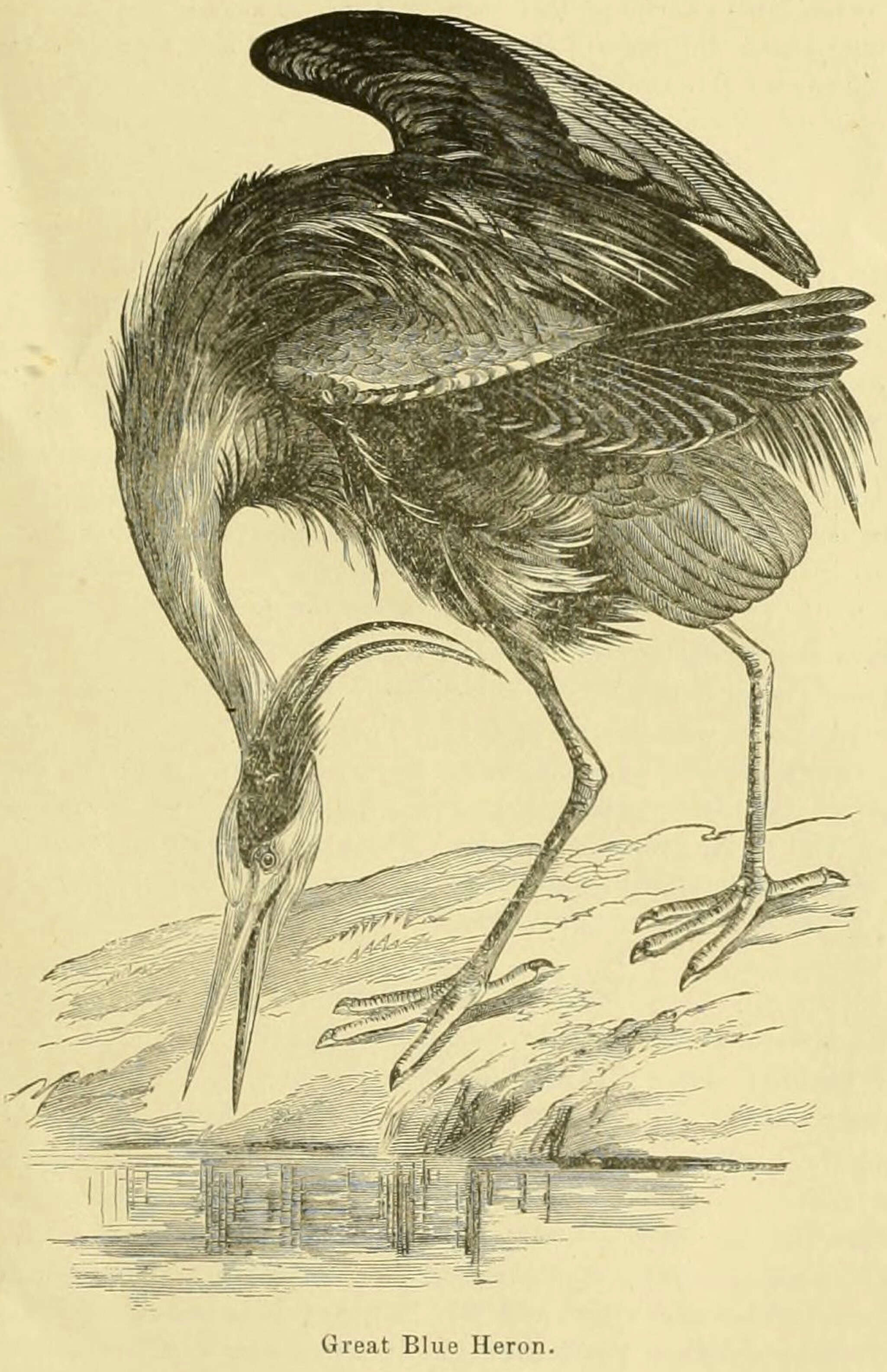 Image of Great Blue Heron