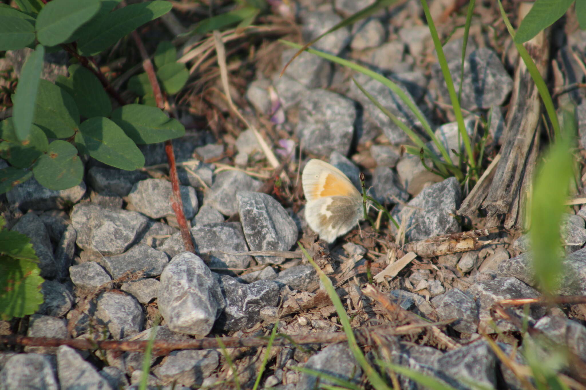 Image of Coenonympha tullia yukonensis W. Holland 1900