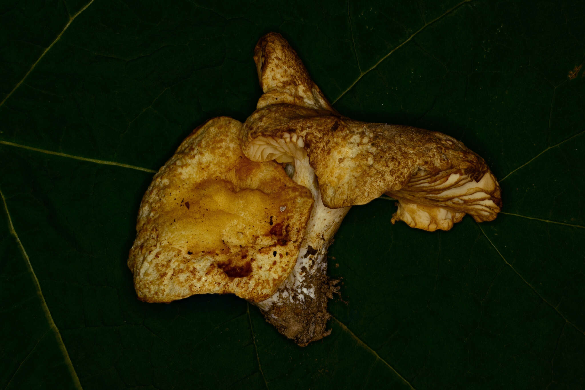 Image of Russula earlei Peck 1904