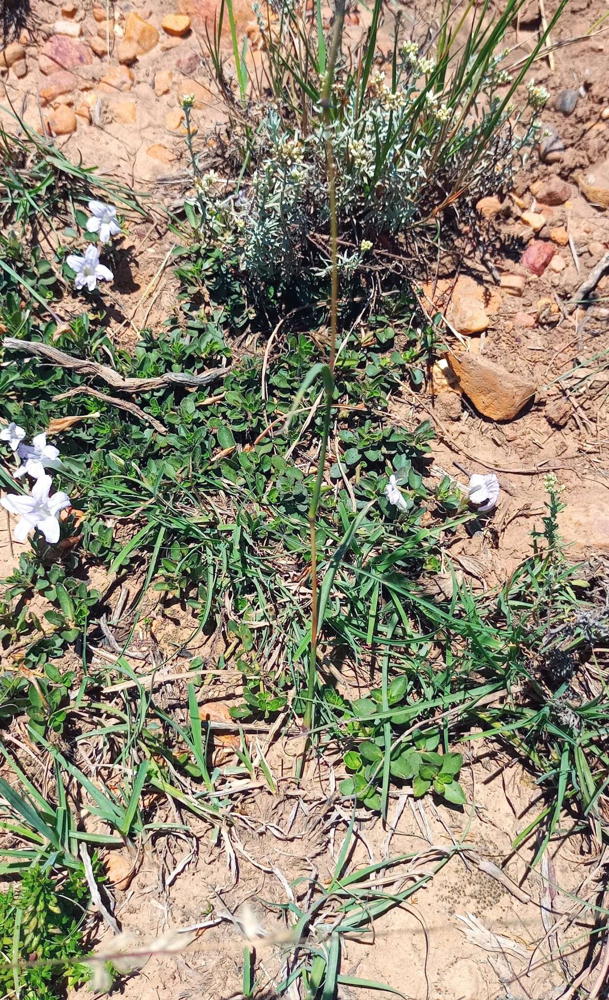 Plancia ëd Ruellia pilosa L. fil.