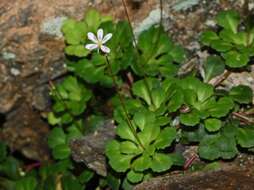 Image of Saxifraga cuneifolia L.