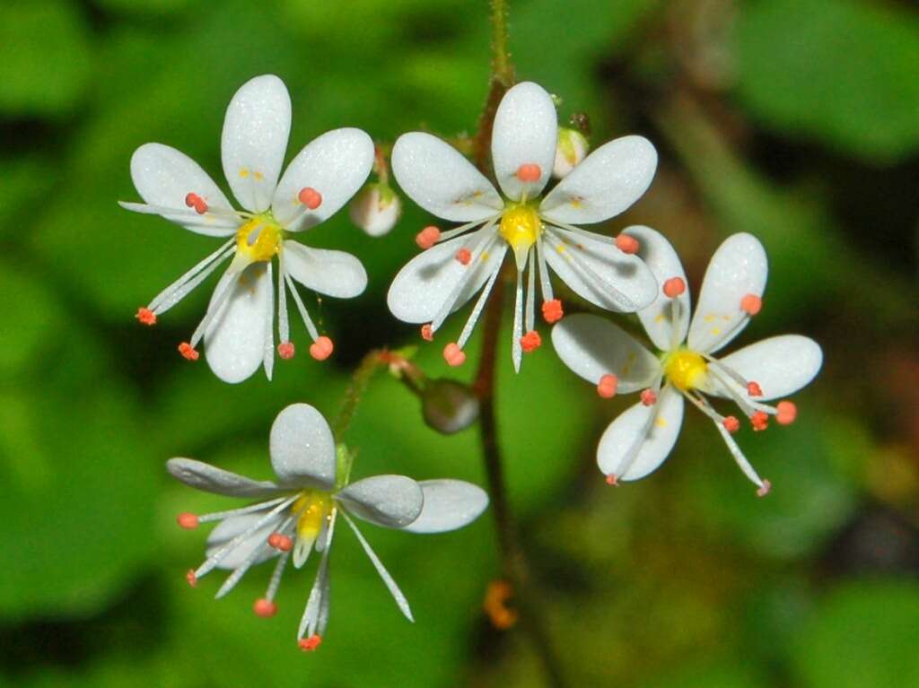 Image of Saxifraga cuneifolia L.