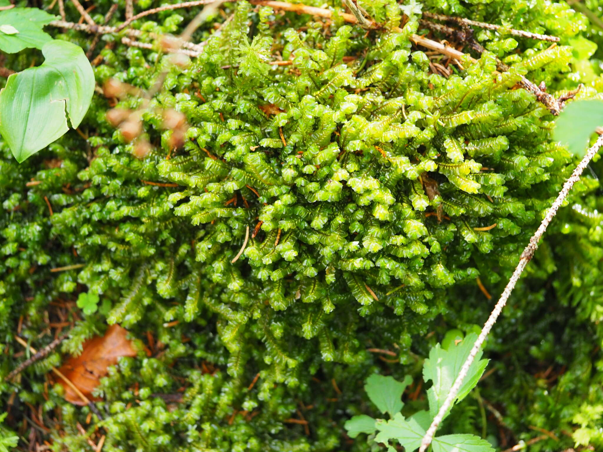 Imagem de Plagiochila asplenioides (L.) Dumort.