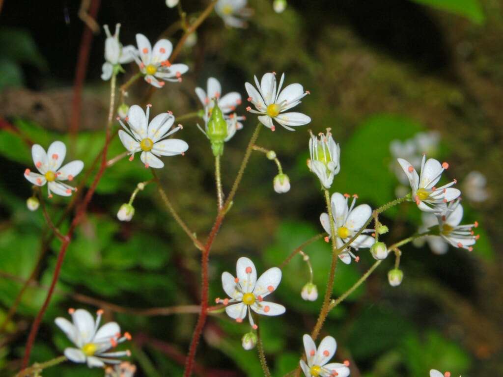 Image of Saxifraga cuneifolia L.