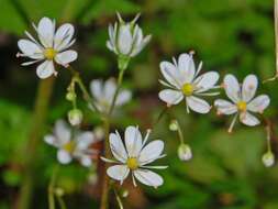 Image of Saxifraga cuneifolia L.