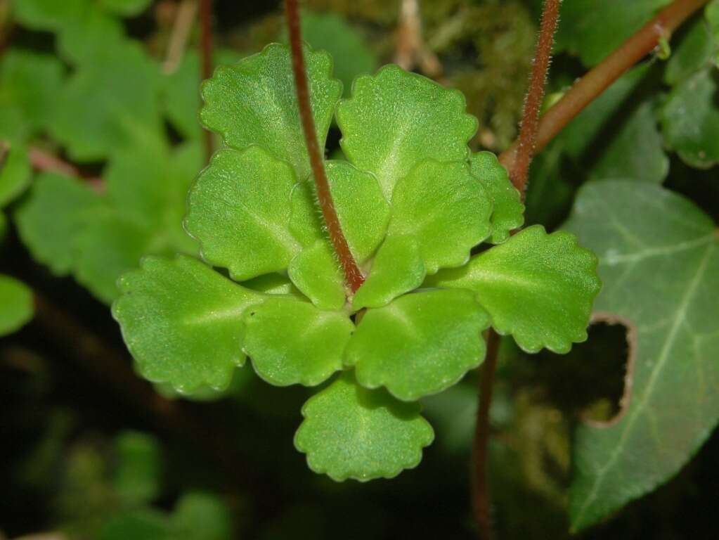 Image of Saxifraga cuneifolia L.