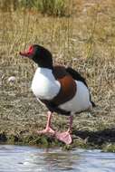 Image of shelduck, common shelduck