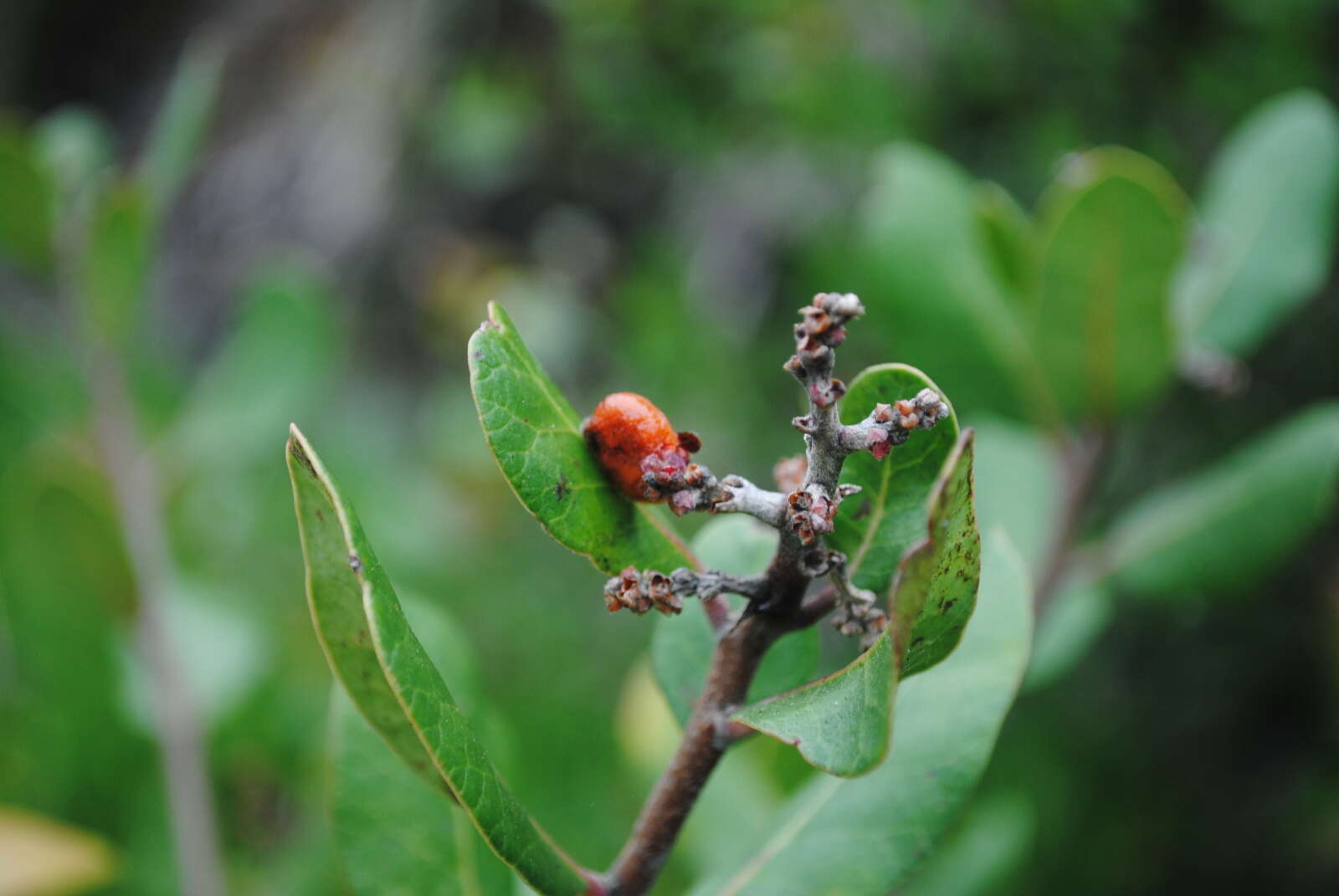 Image of lemonade sumac