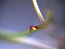 صورة Drosera hartmeyerorum Schlauer