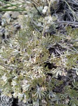 Image of Artemisia alpina Pall. ex Willd.