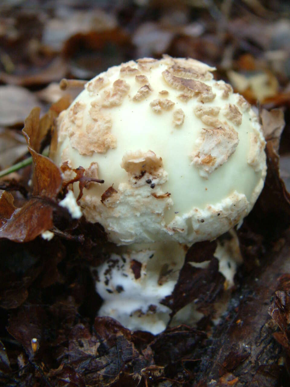 Image of False deathcap