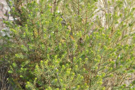 Image of Baccharis aliena (Spreng.) Joch. Müll.