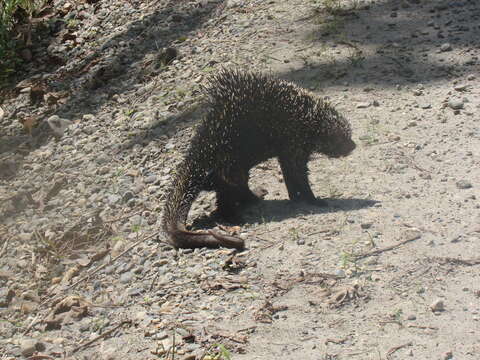 Image of Brazilian Porcupine