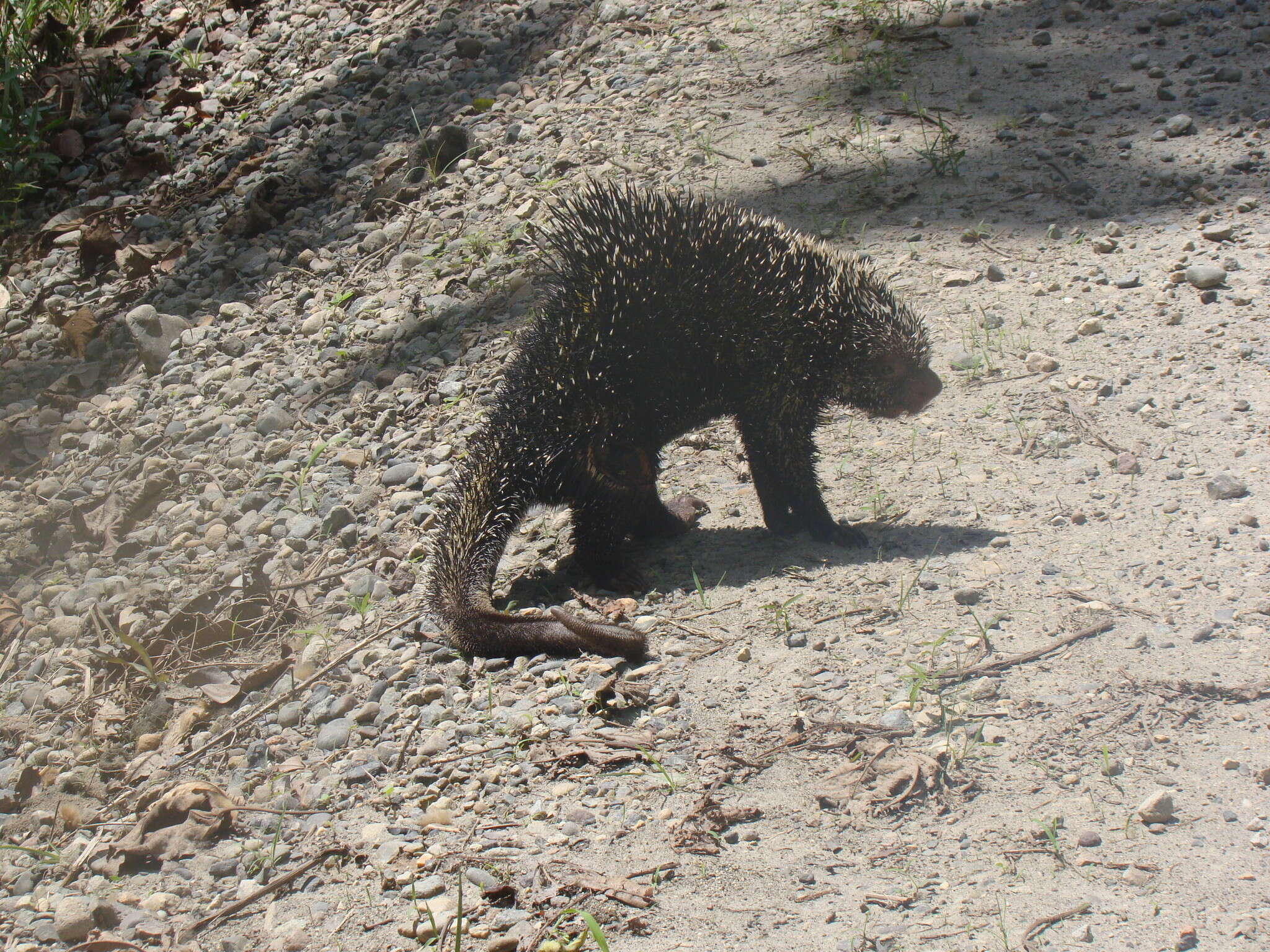 Imagem de Coendou prehensilis (Linnaeus 1758)