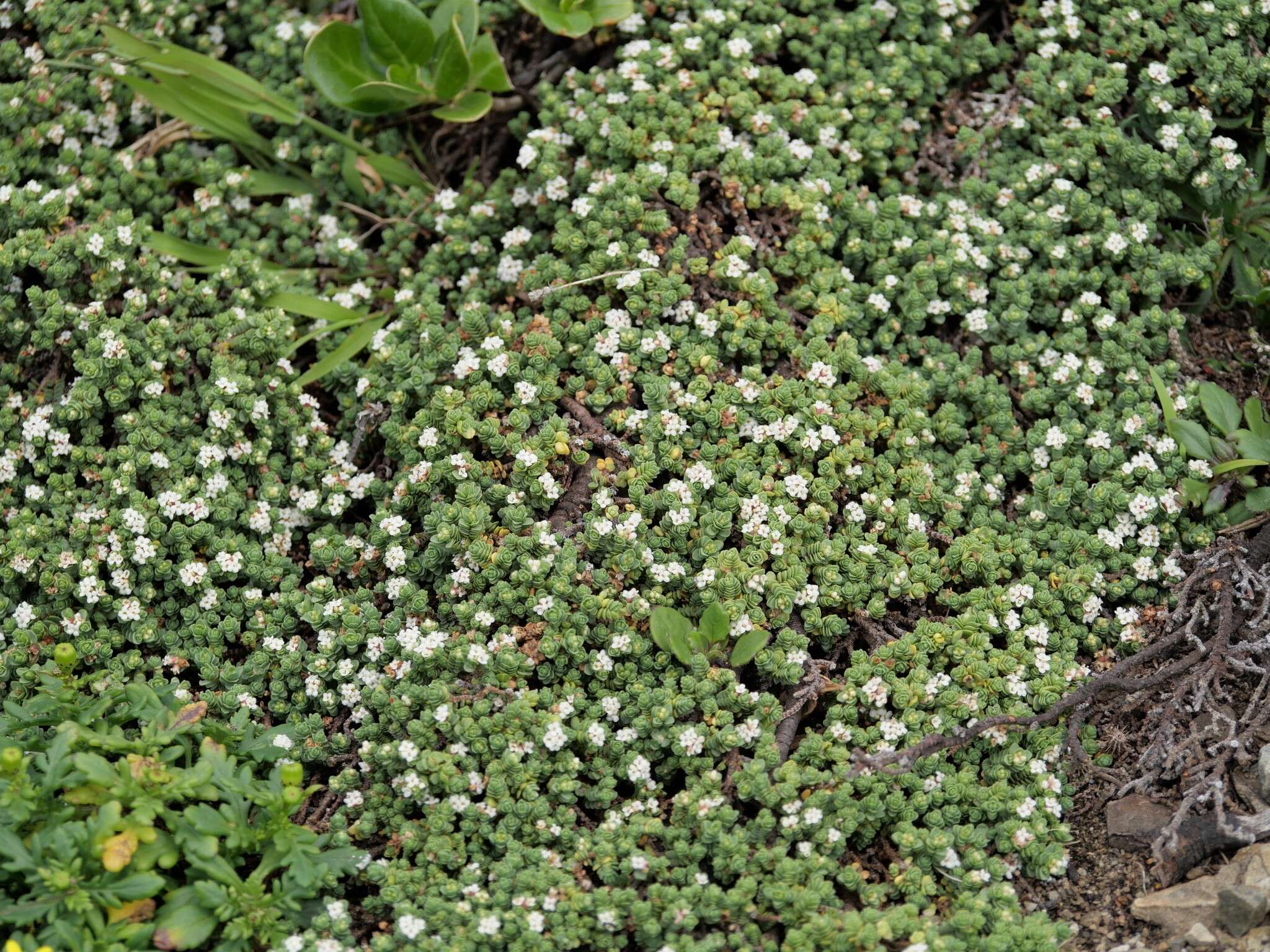 Image of Pimelea carnosa C. J. Burrows