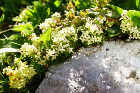 Image of Galium noricum Ehrend.