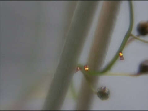 Image of Drosera hartmeyerorum Schlauer