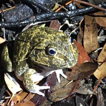 Image of New Holland Frog