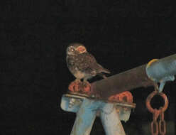 Image of Spotted Owlet