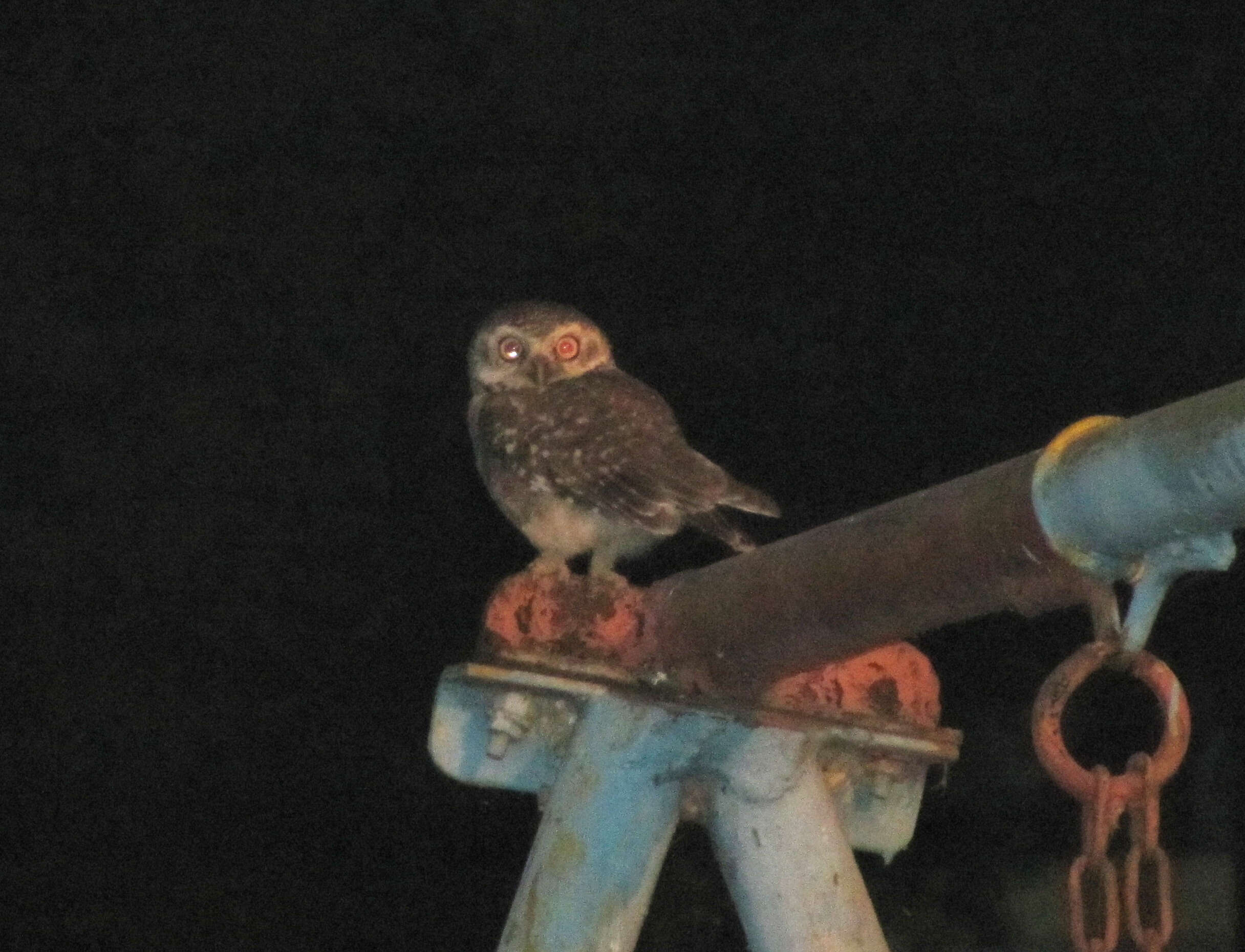 Image of Spotted Owlet