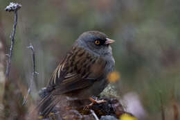 Image of Volcano Junco