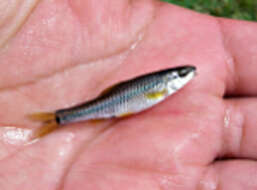 Image of Devil's River Minnow