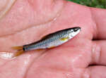 Image of Devil's River Minnow