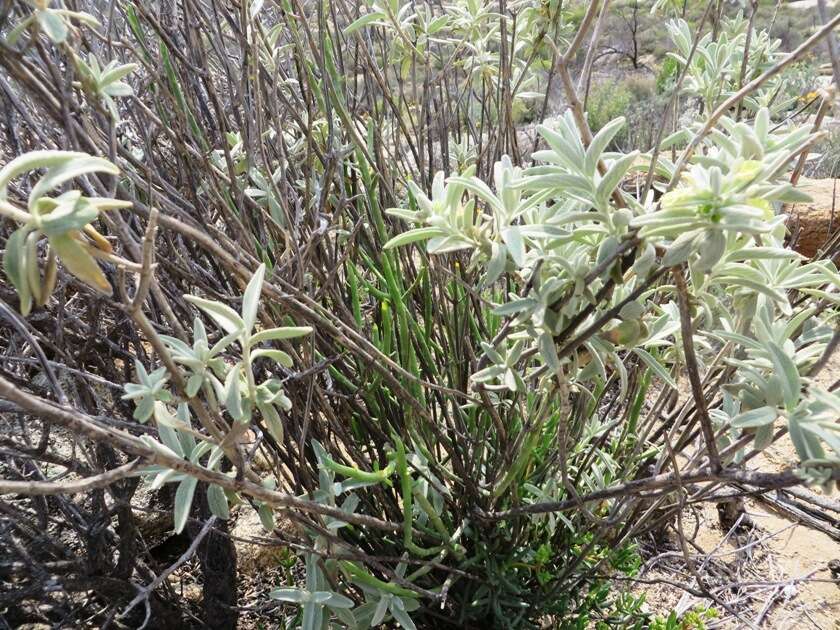 Imagem de Stachys rugosa Aiton