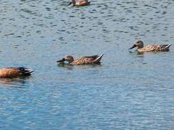 صورة Spatula platalea (Vieillot 1816)