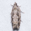 Image of Pecan Bud Moth