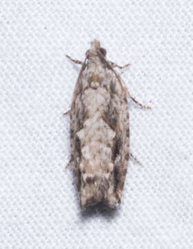 Image of Pecan Bud Moth