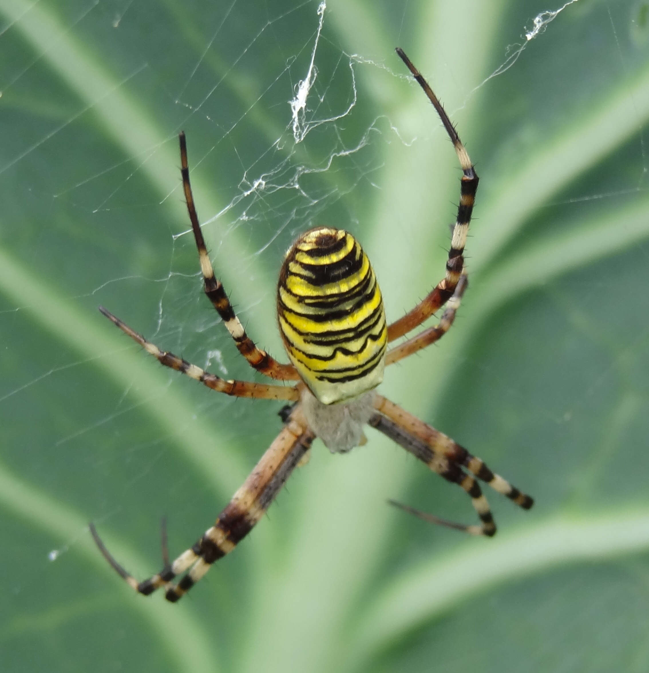 Image of Barbary Spider