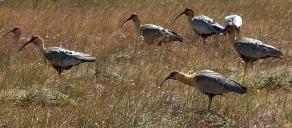 Image of Black-faced Ibis