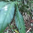 Image de Geissomeria longiflora Lindl.