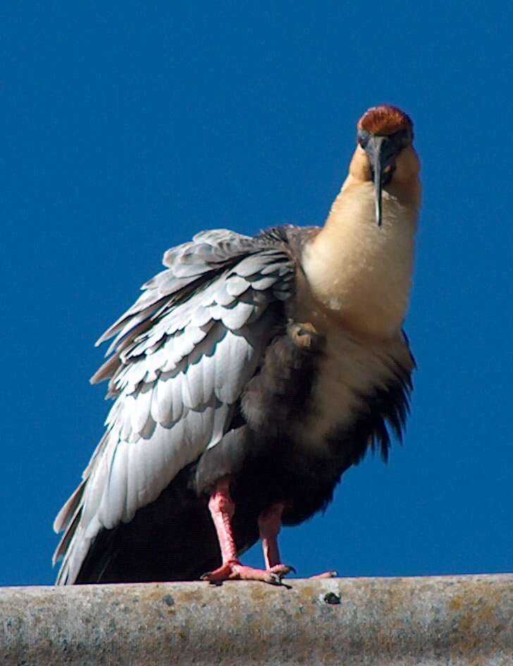 Image of Black-faced Ibis